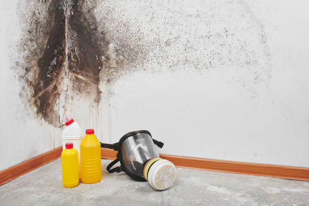 Best Residential Mold Remediation in North Logan, UT