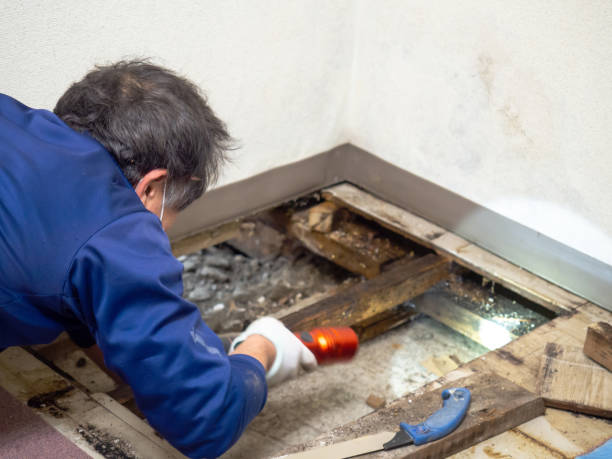 Best Basement Mold Remediation in North Logan, UT