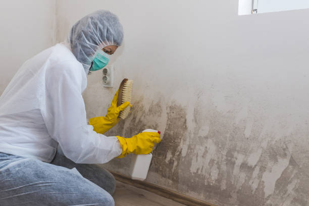 Best Mold Remediation for Schools in North Logan, UT