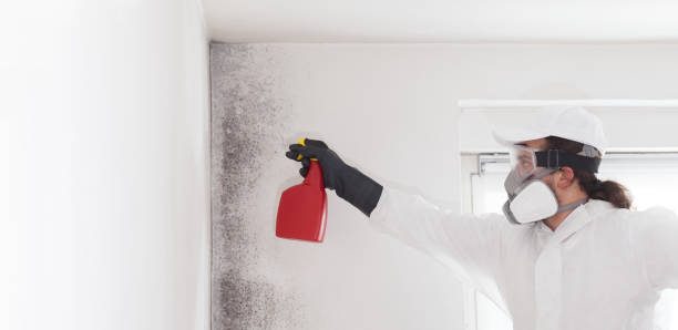 Best White Mold Remediation in North Logan, UT