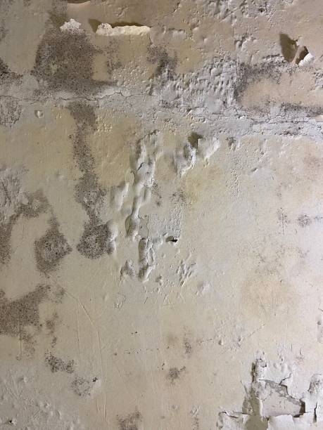 Trusted North Logan, UT Mold Remediation Experts