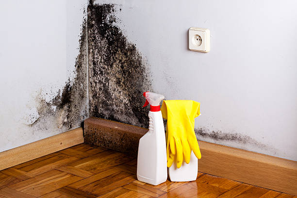 Best Residential Mold Remediation in North Logan, UT