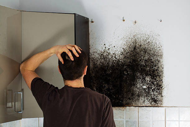 Best Localized Mold Remediation (e.g., coastal areas, humid climates) in North Logan, UT