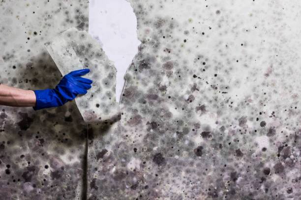  North Logan, UT Mold Removal Pros