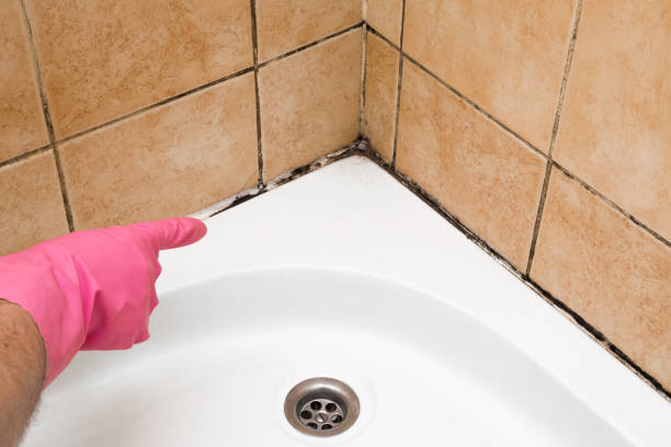 Best Insurance-Related Mold Remediation in North Logan, UT